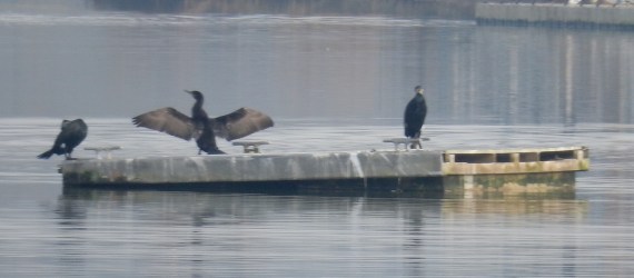 close-up-of-cormorants