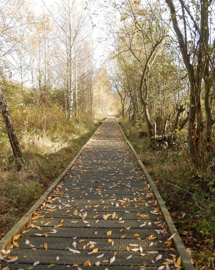 Lattersey Nature Reserve Whittlesey the walkway in Autumn