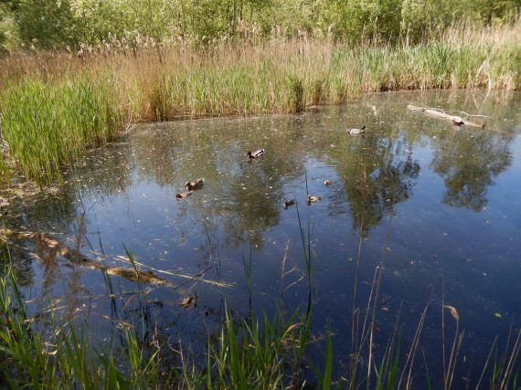 Ducks and Coots on the big pond
