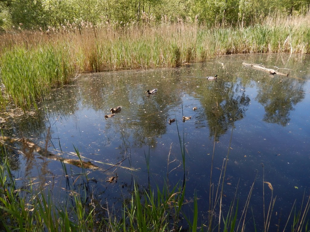 Ducks and Coots on the big pond