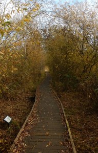 The boardwalk in autumn
