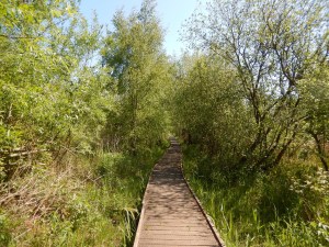 The boardwalk in spring