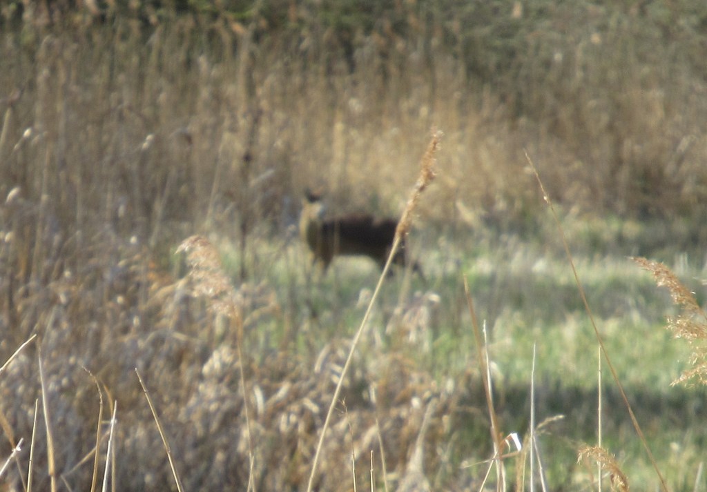A deer in the distance