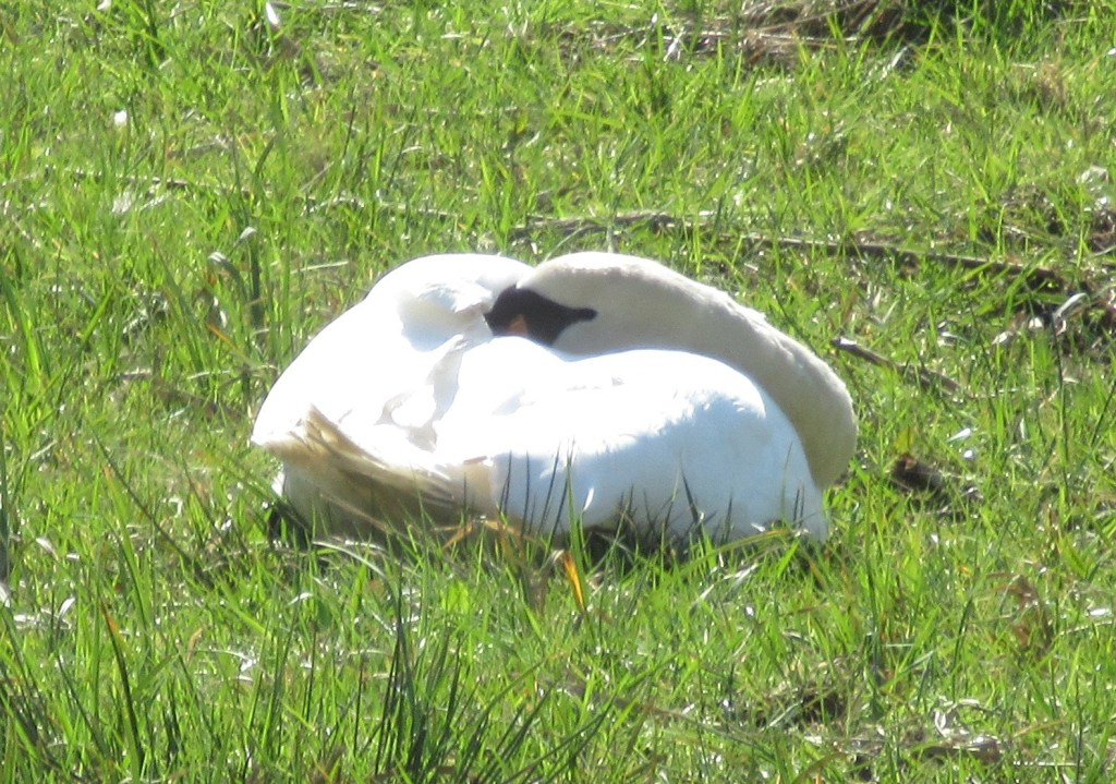 A sleeping Swan