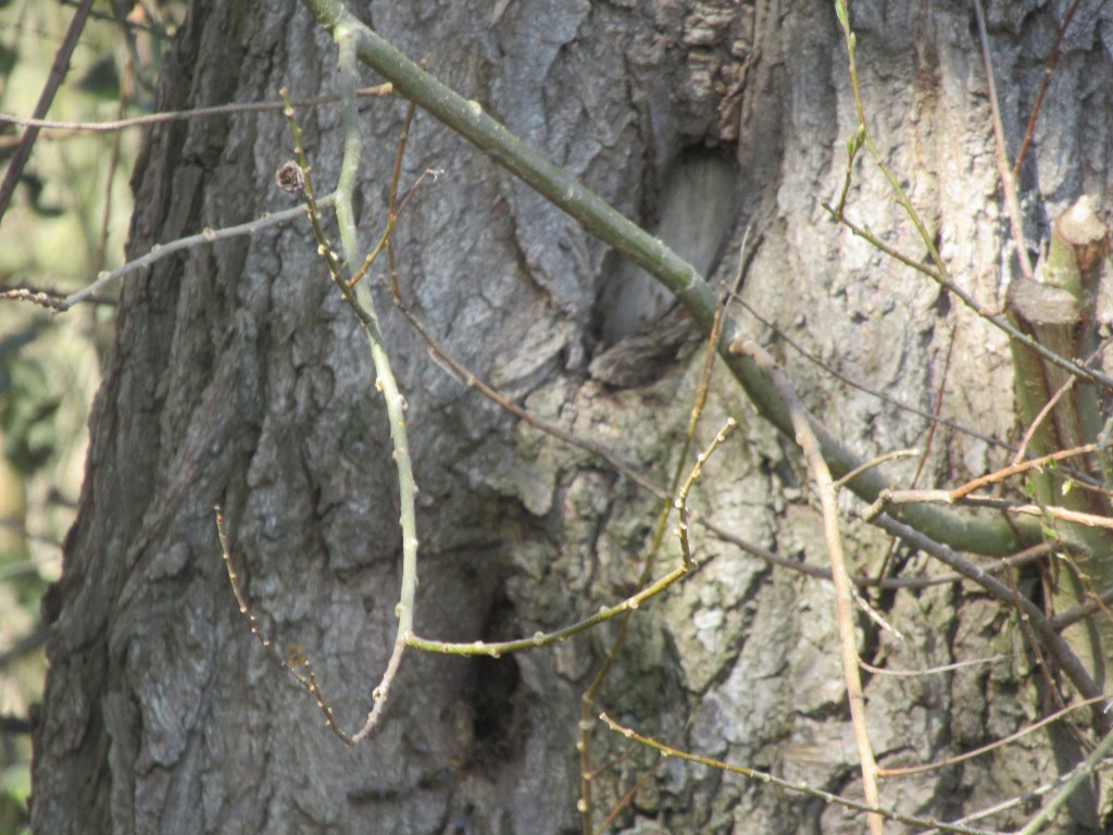 Bee hive in a tree