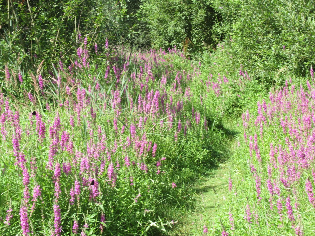 A path through Purple Loosestrife