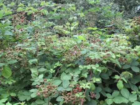 Blackberries 2