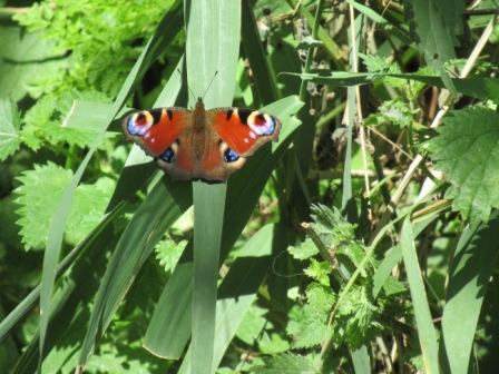 Peacock butterfly