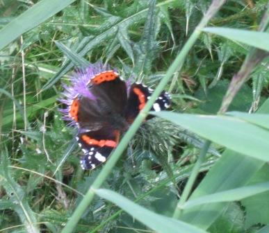Peacock butterfly