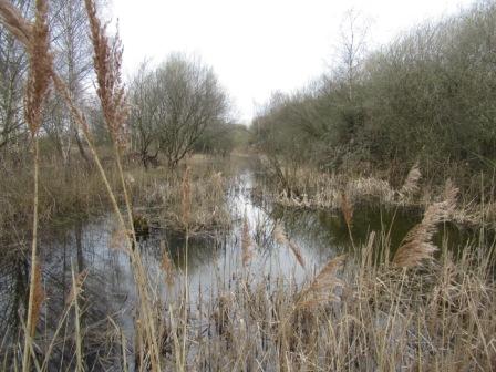 A sleeping pond compressed