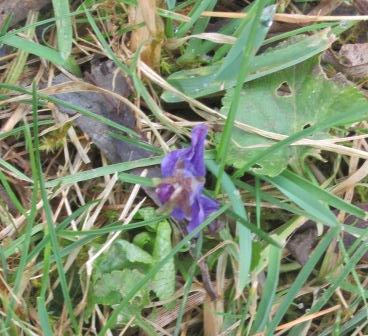 Early Dog Violet compressed