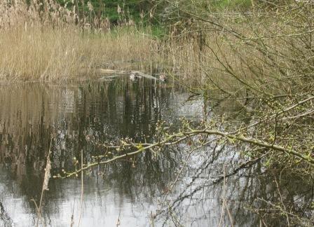 Reflections on the approaching Spring compressed