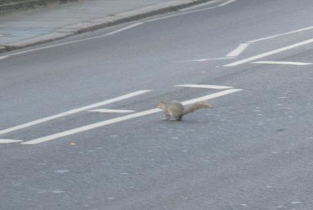 Grey Squirrel